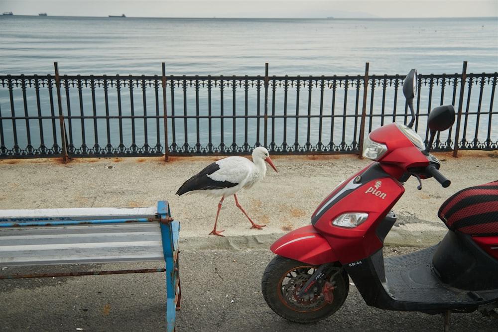 a red scooter and a black and white bird