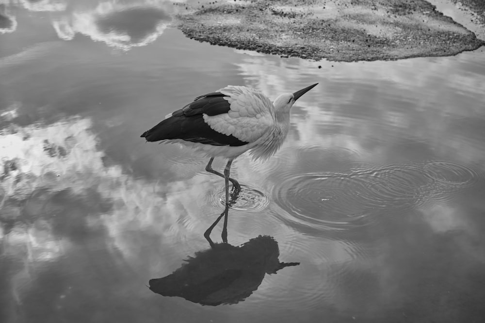 a black and white photo of a bird in the water