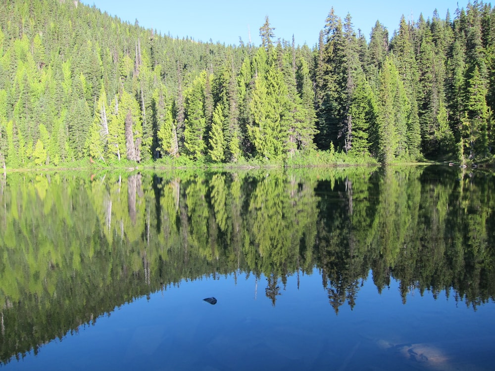 a large body of water surrounded by trees