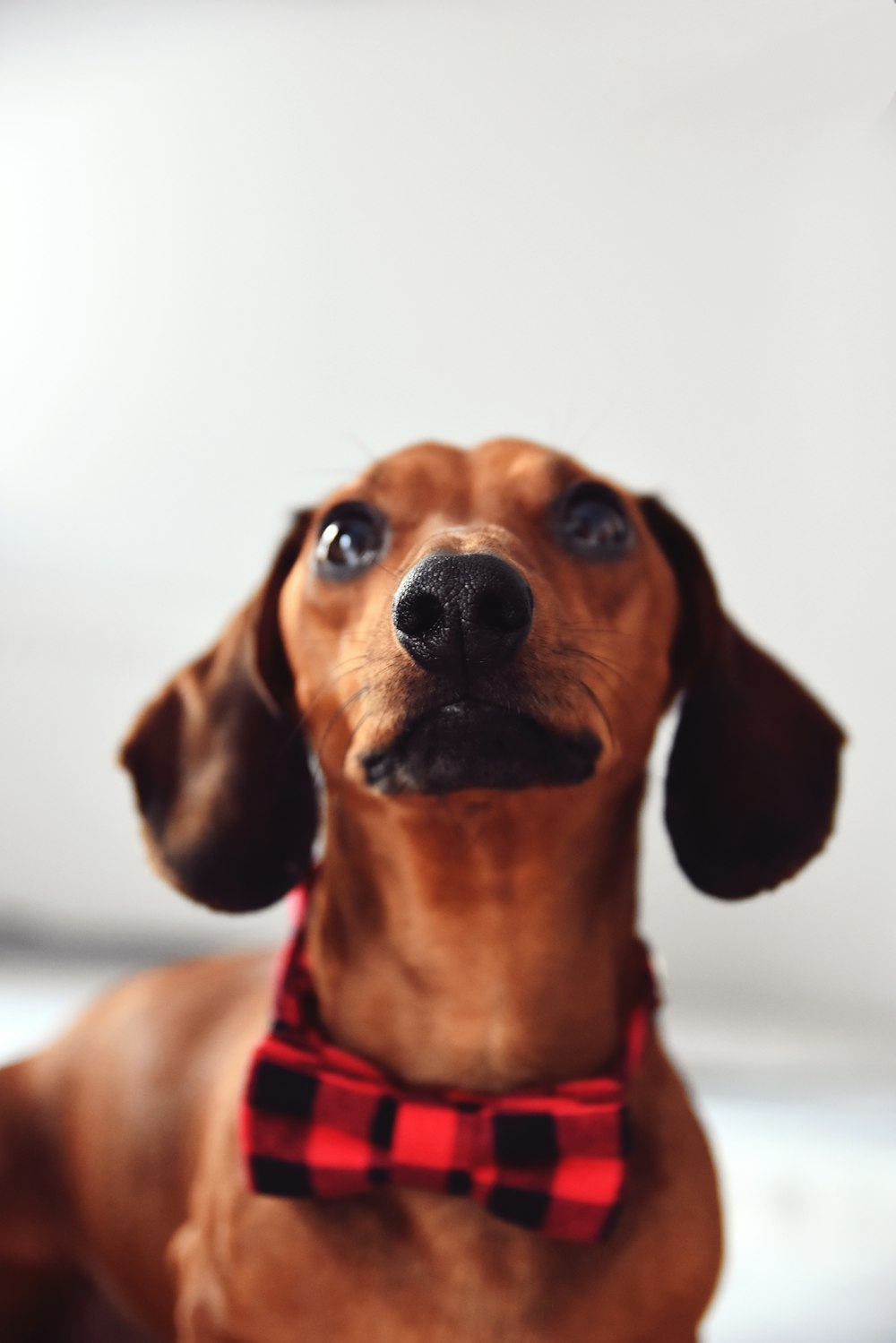 a brown dog wearing a red and black bow tie