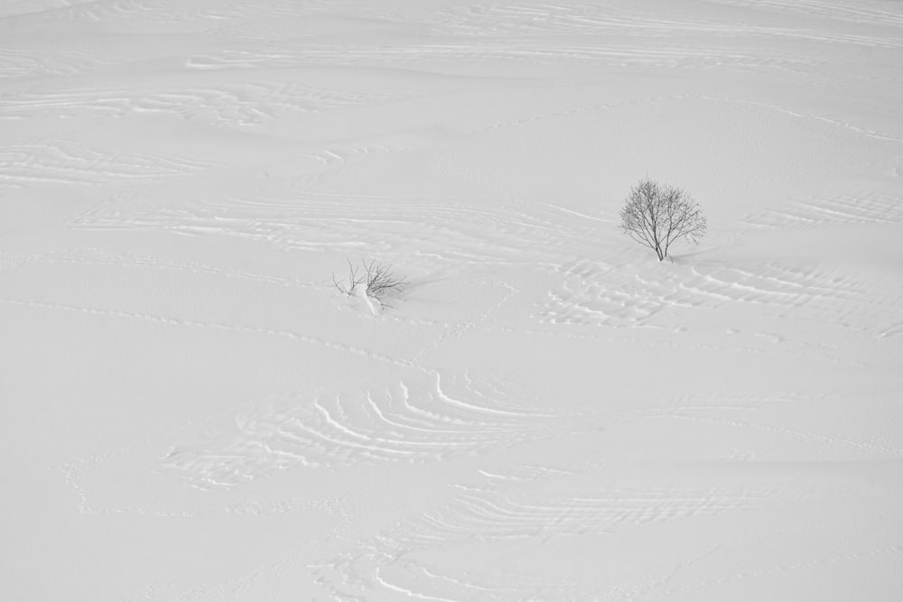 a lone tree in the middle of a snowy field