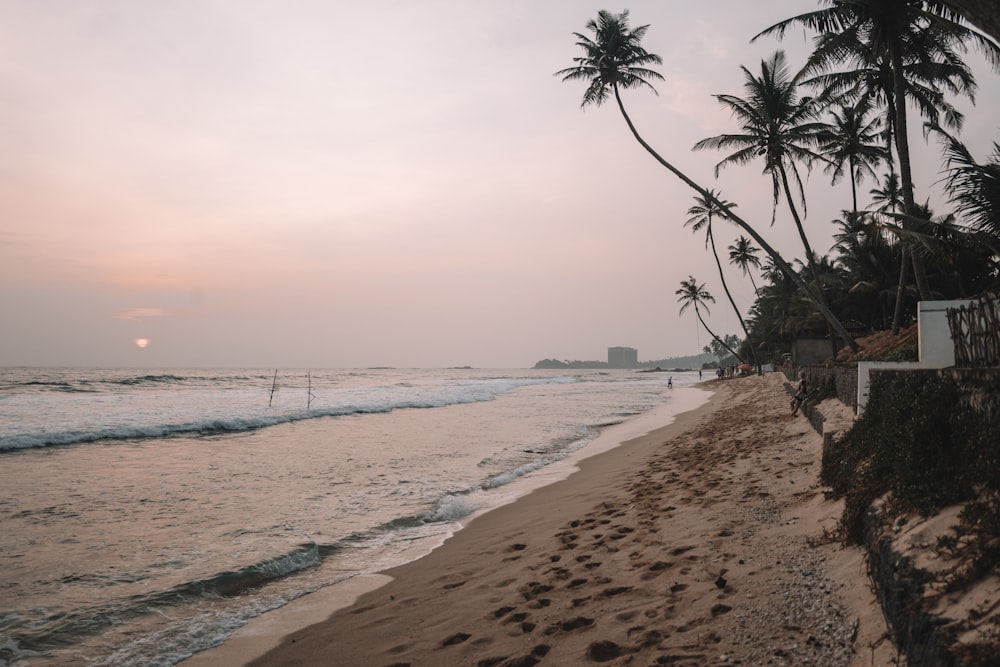 a beach with palm trees and the ocean