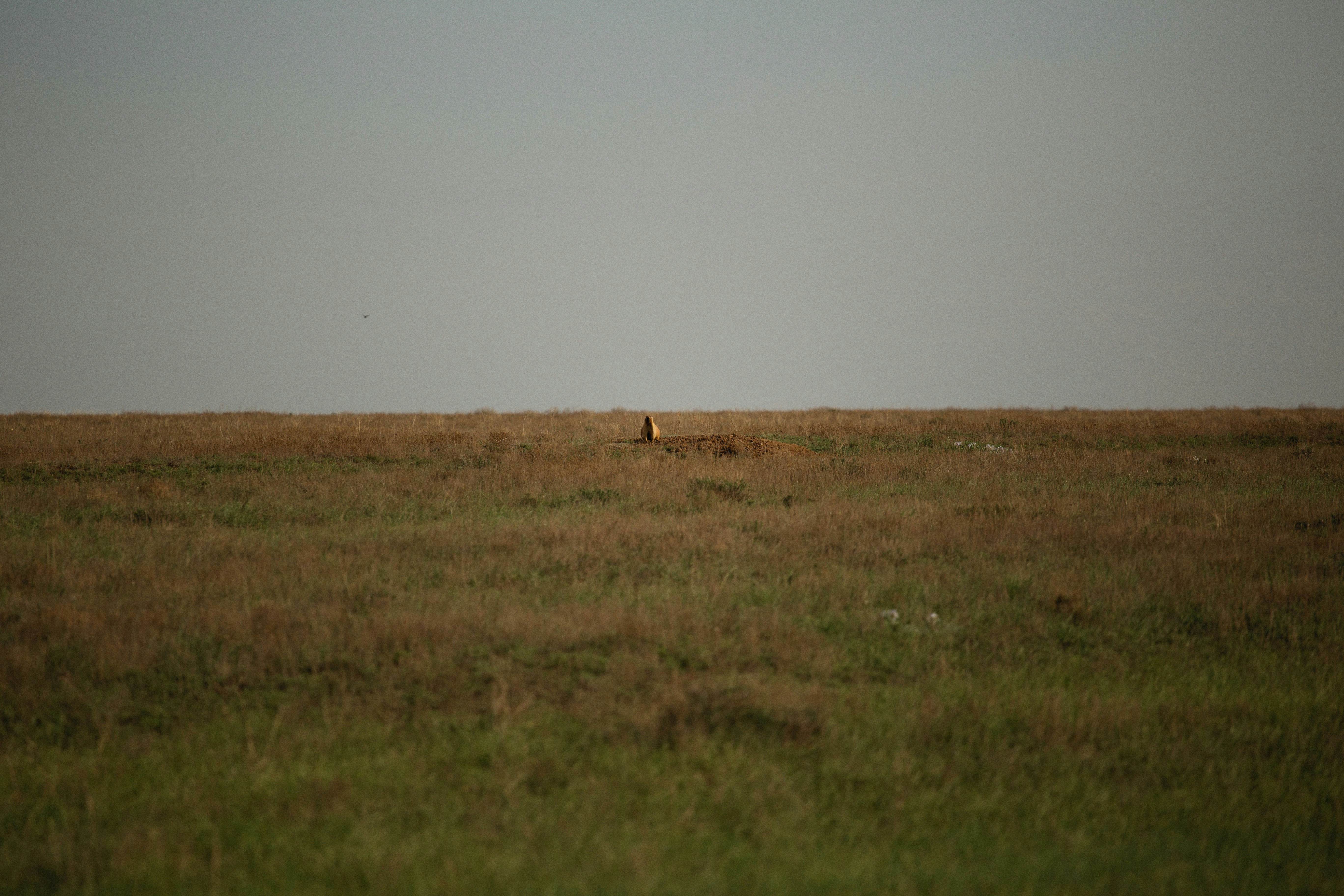 Elowen Fawn Pictures | Download Free Images on Unsplash