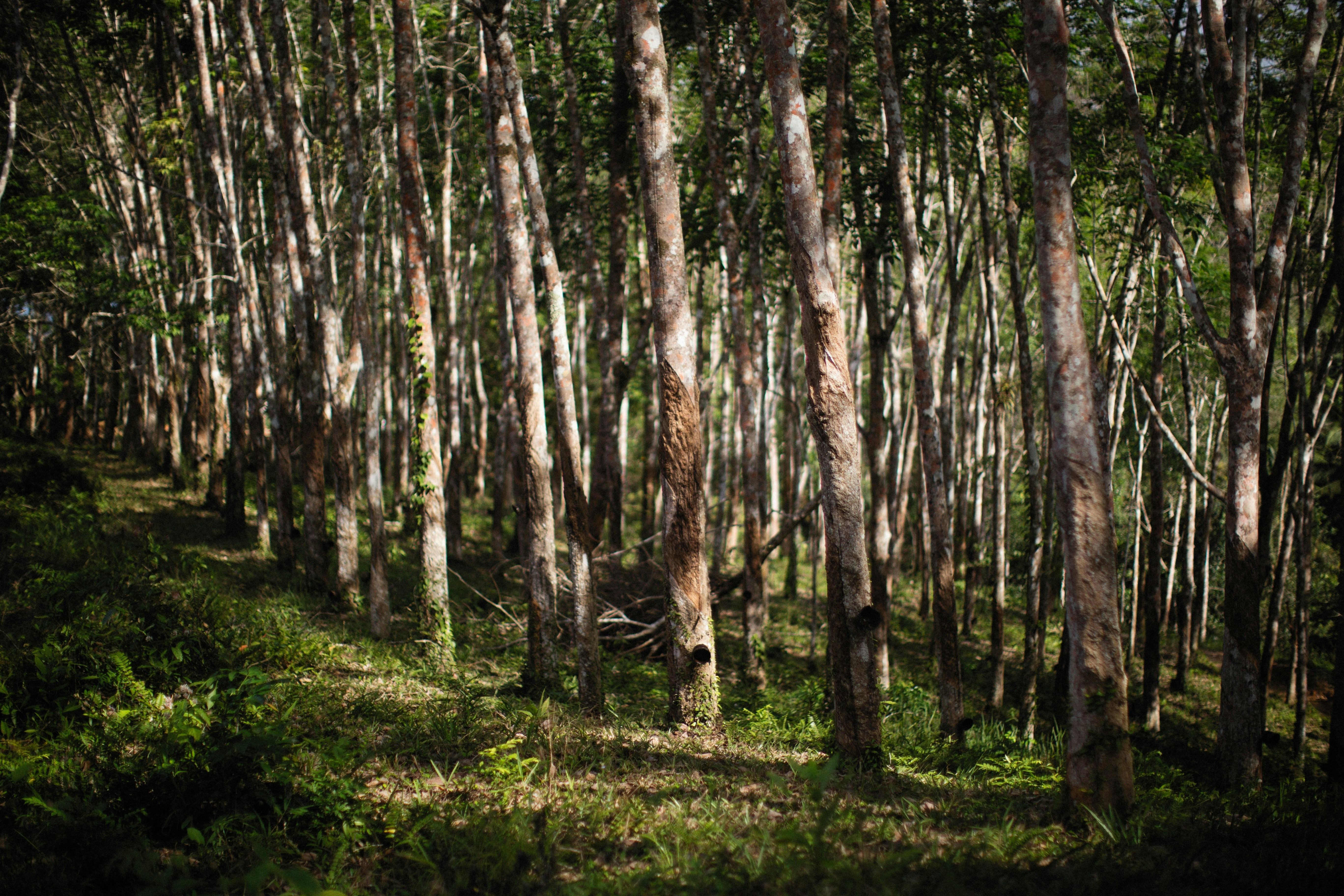 Photo by alexeydemidov