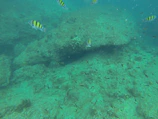 Diver exploring a rocky underwater landscape with schools of small fish