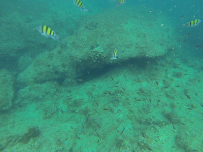 Diver exploring a rocky underwater landscape with schools of small fish