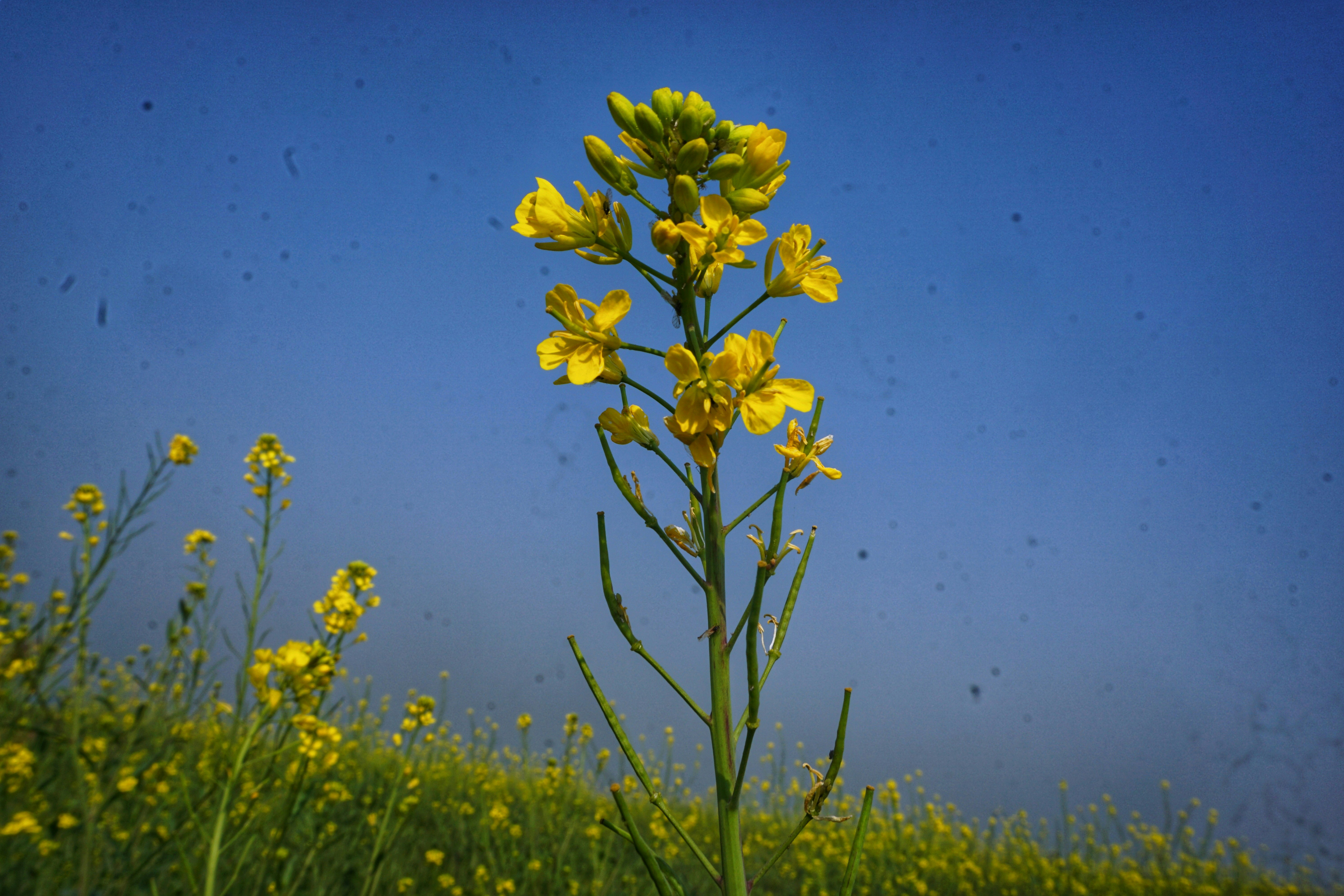 eine gelbe Blume mitten auf einem Feld
