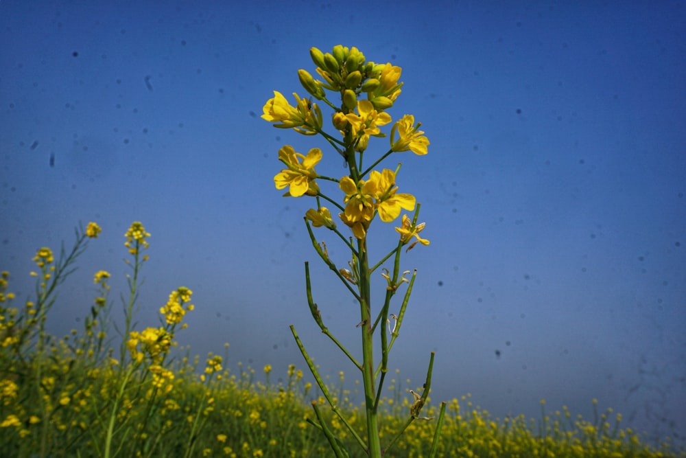 un fiore giallo in mezzo a un campo