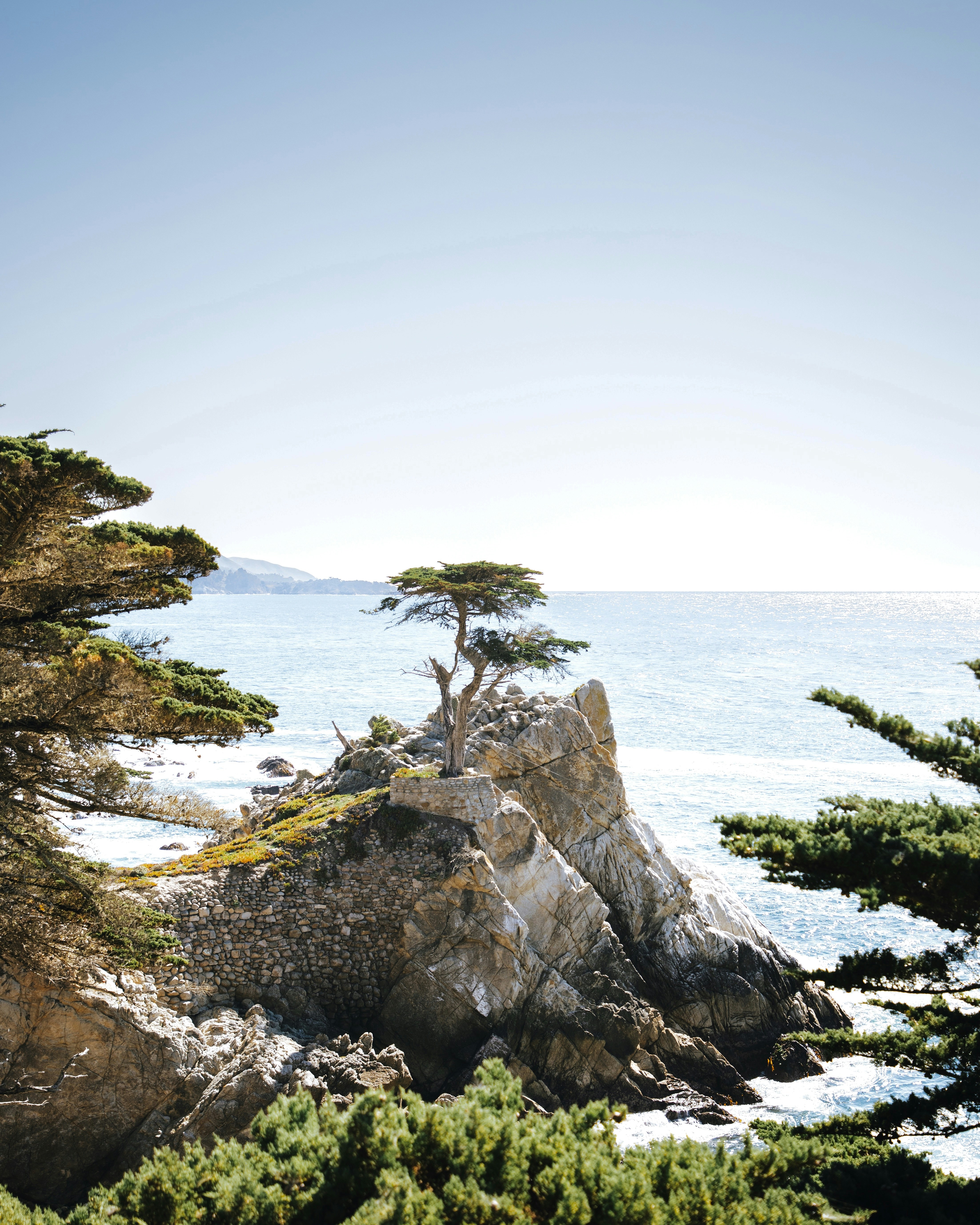 a lone tree on a rocky outcropping by the ocean