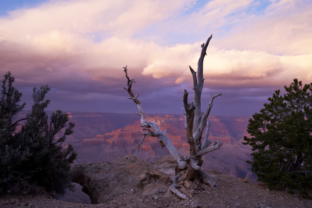 a tree that is standing in the dirt