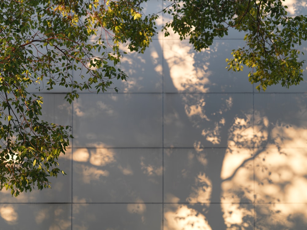 the shadow of a tree on a wall