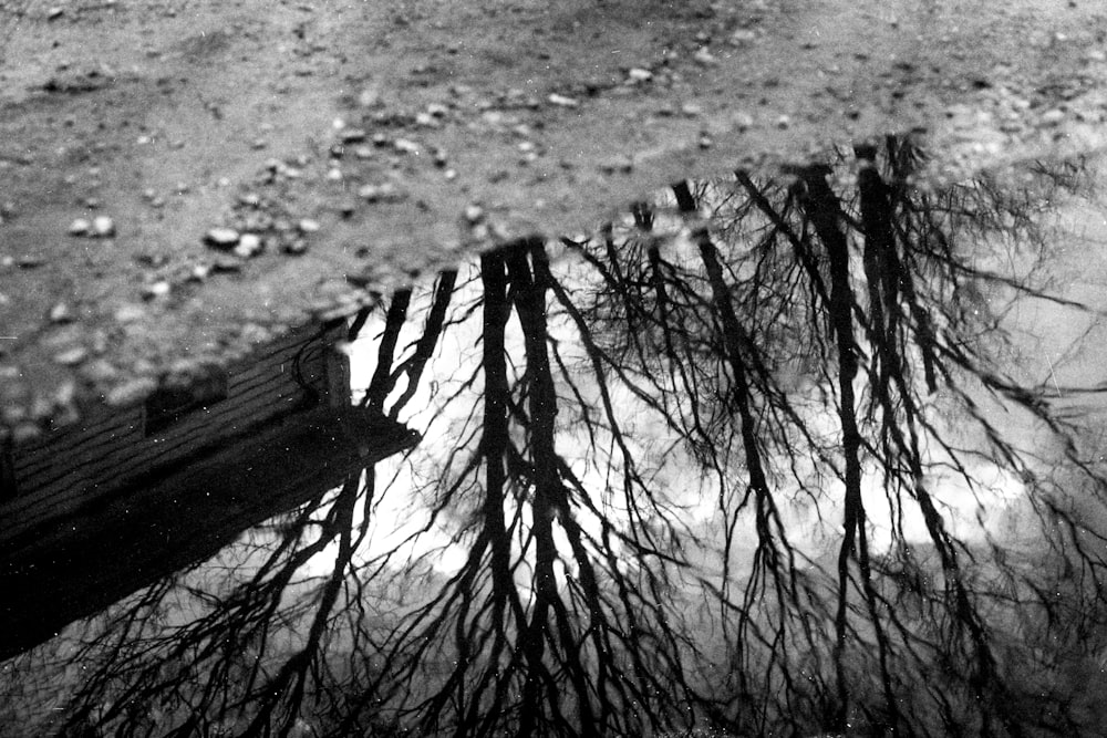 a reflection of trees in a puddle of water