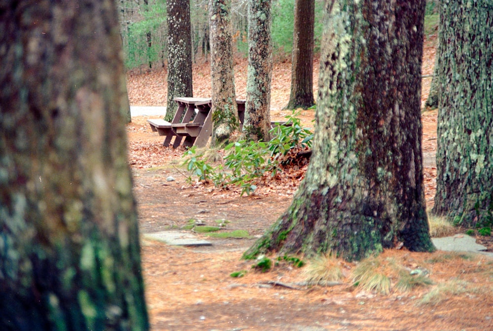 a park bench in the middle of a wooded area