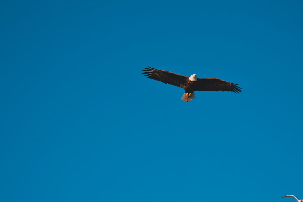 a large bird flying through a blue sky