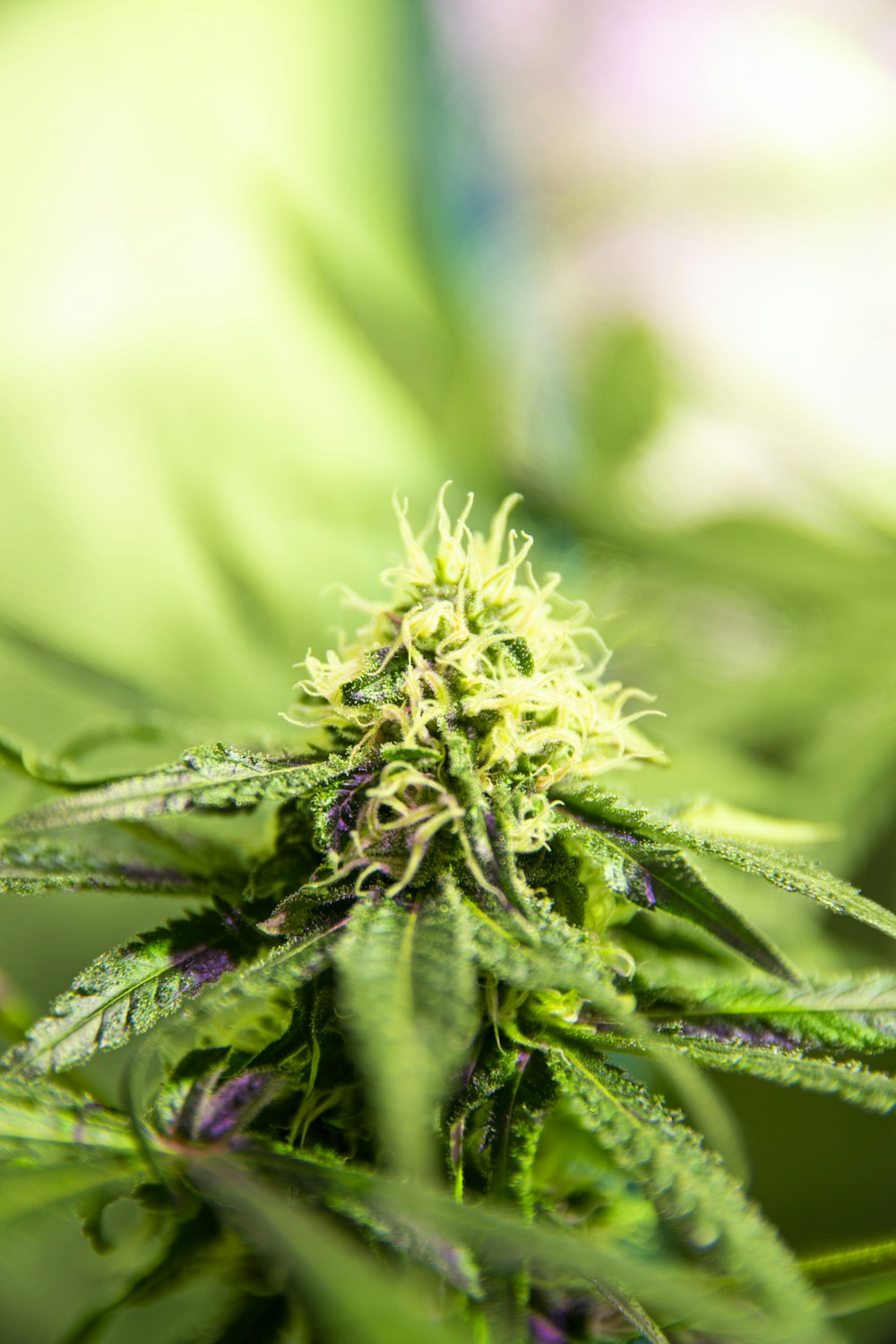 un gros plan d’une plante de marijuana avec un arrière-plan flou