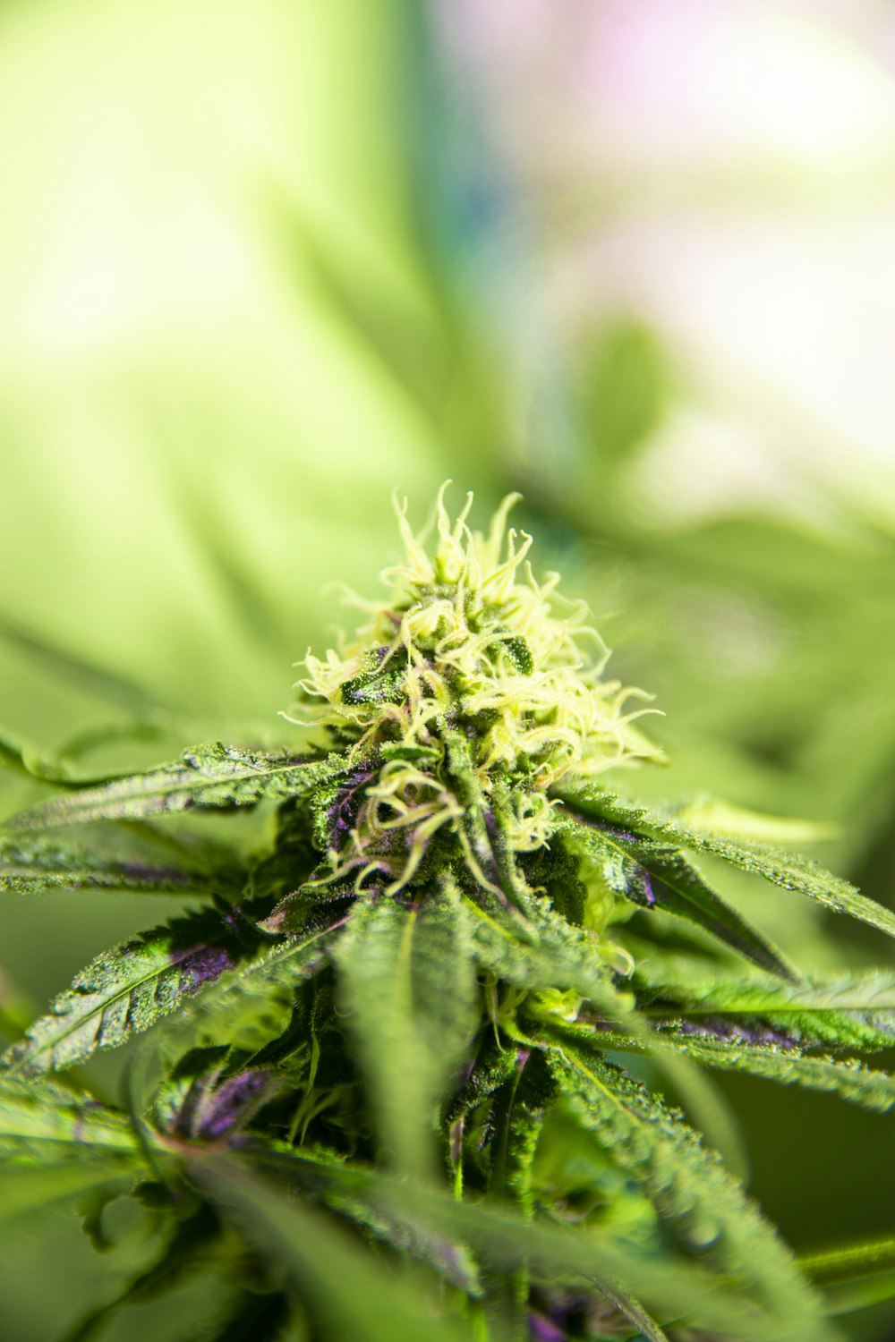 a close up of a marijuana plant with a blurry background