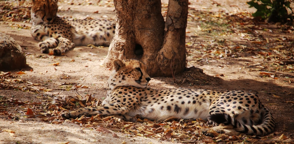 a couple of cheetah laying next to a tree