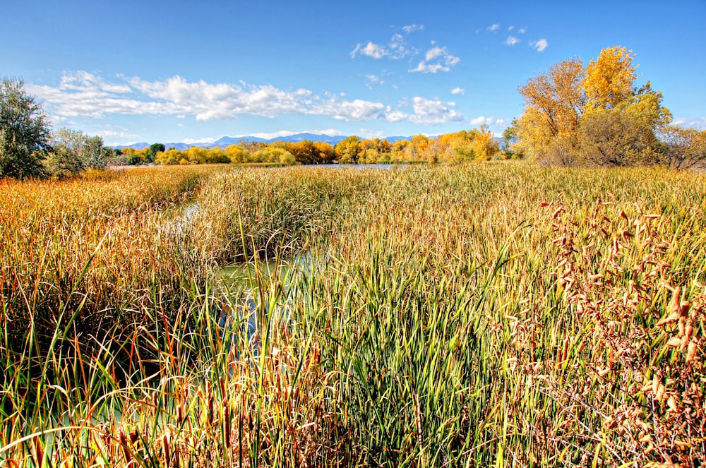 a field of tall grass with trees in the background