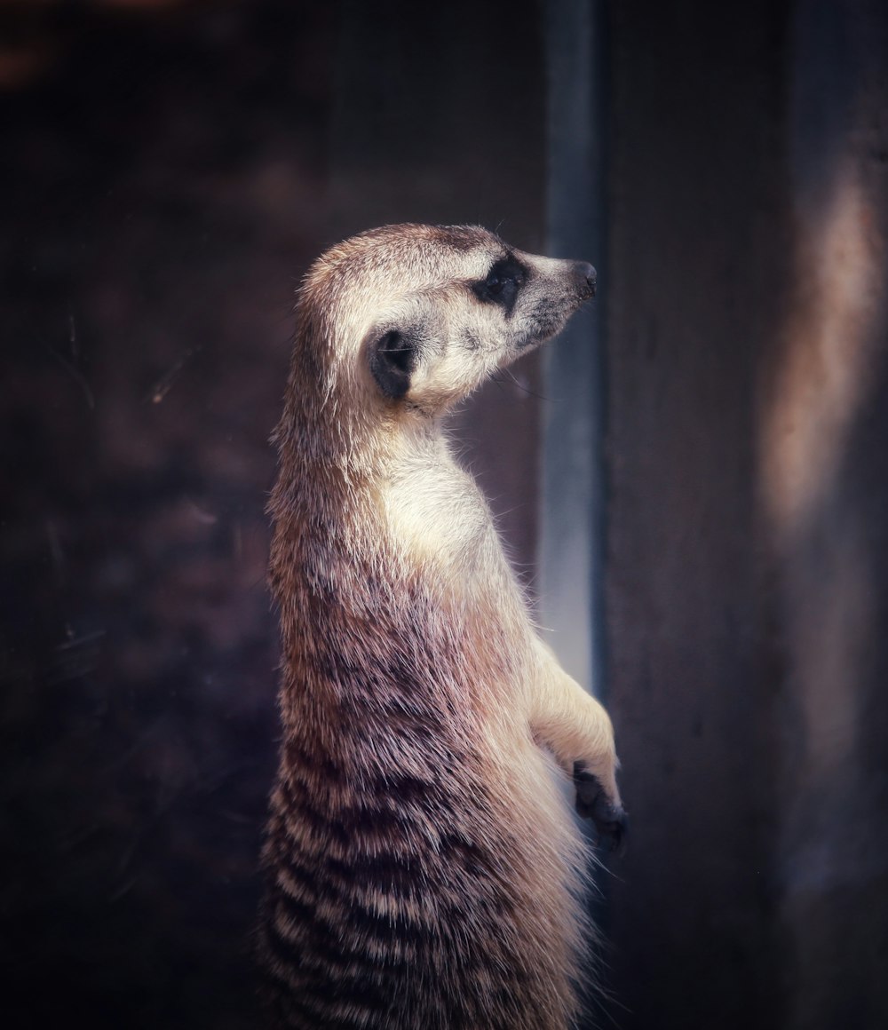 a close up of a small animal near a window