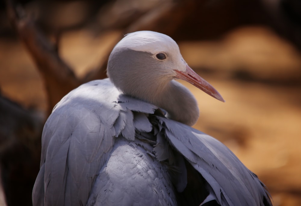 a close up of a bird on a tree branch