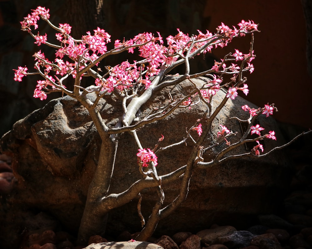 a bonsai tree with pink flowers growing out of it