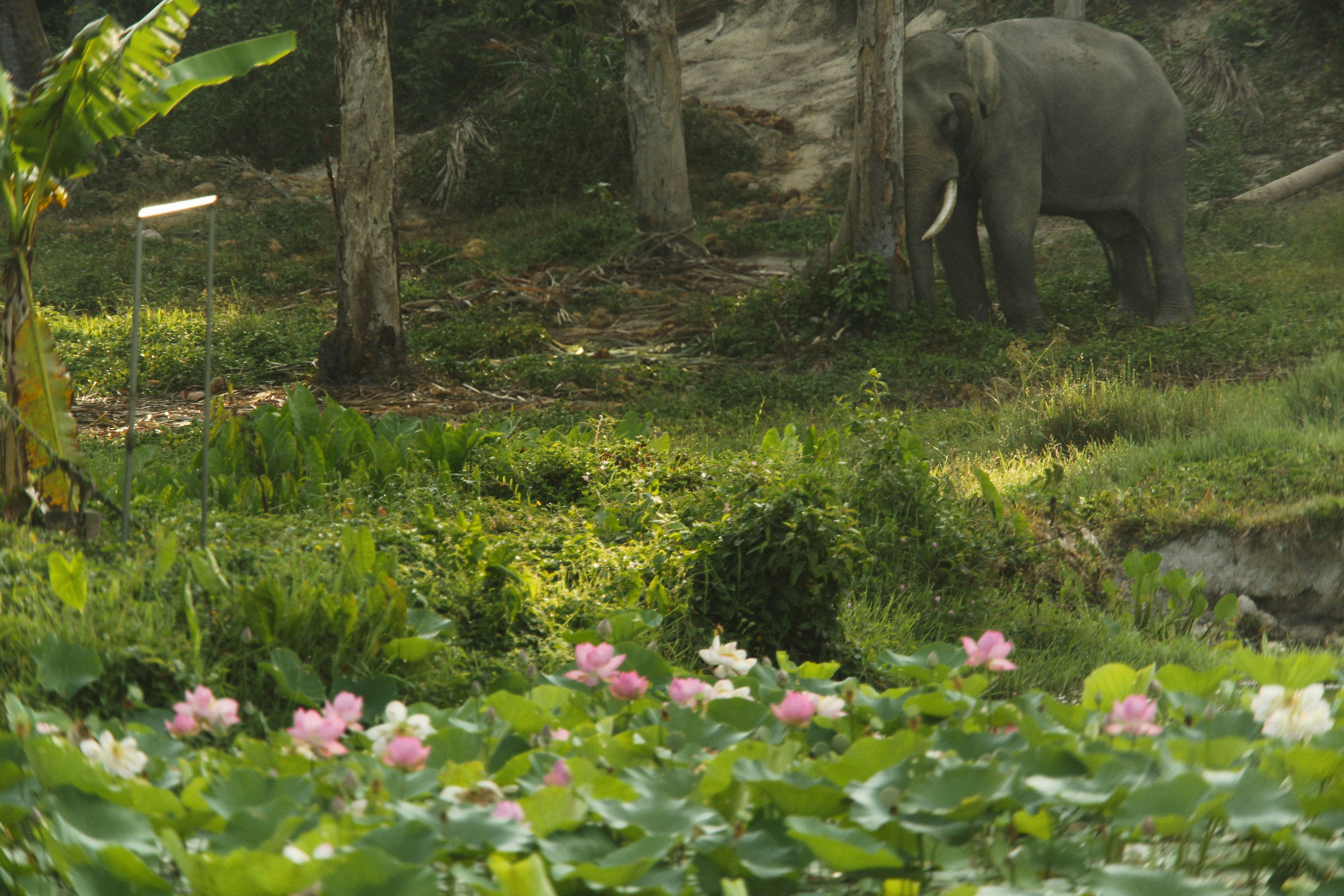 Elefantes en Tailandia