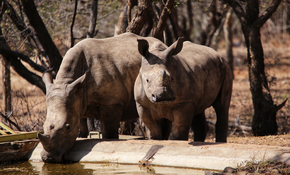 a couple of rhinos that are standing in the dirt