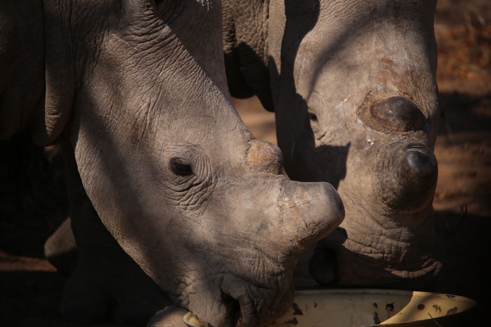 a close up of two rhinos eating from a bowl