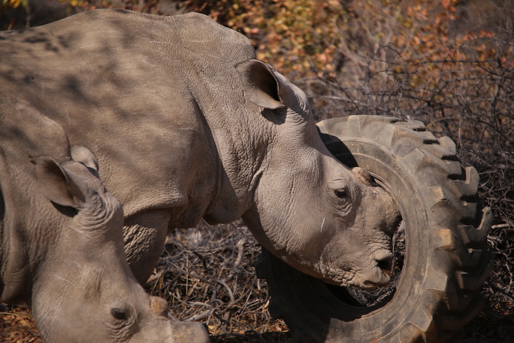 a couple of rhinos standing next to each other