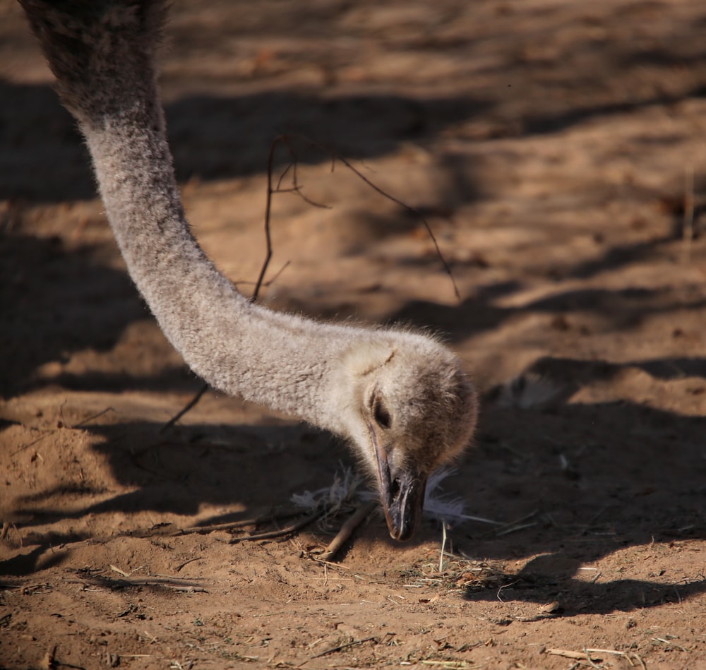 an ostrich with its head in the sand