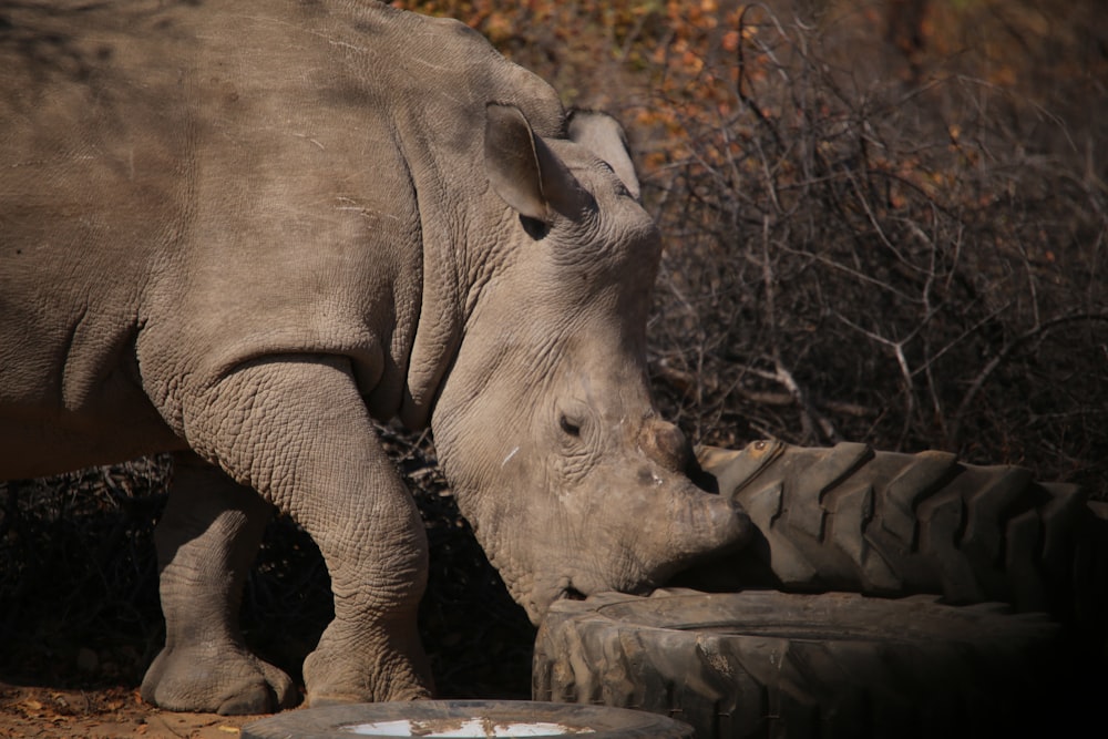 a rhino standing next to a pile of tires