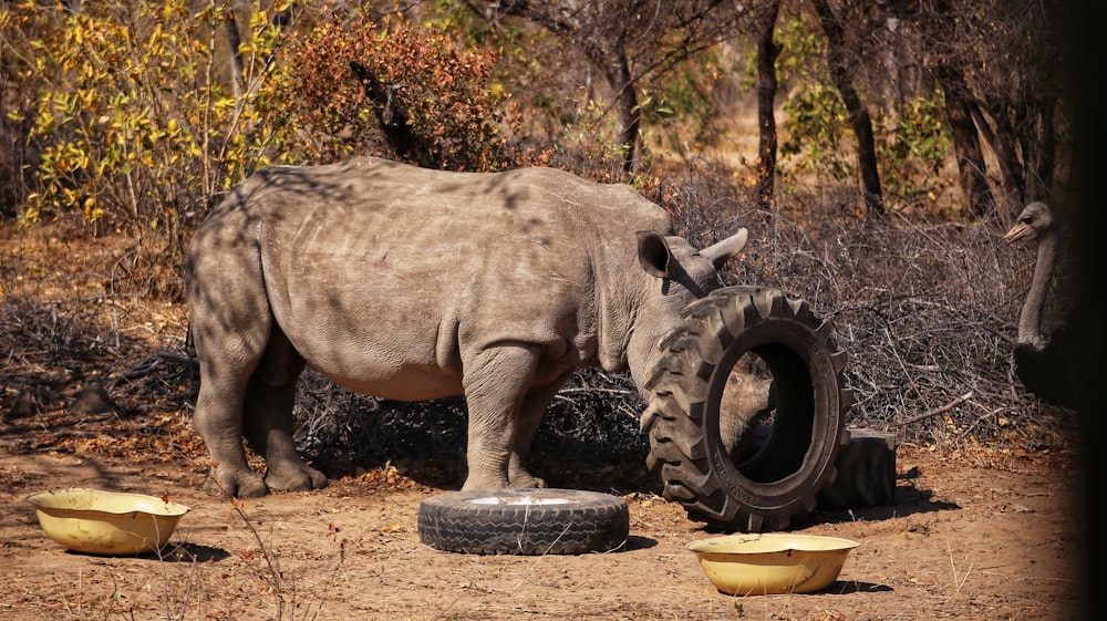 a rhino standing next to a tire on a dirt road