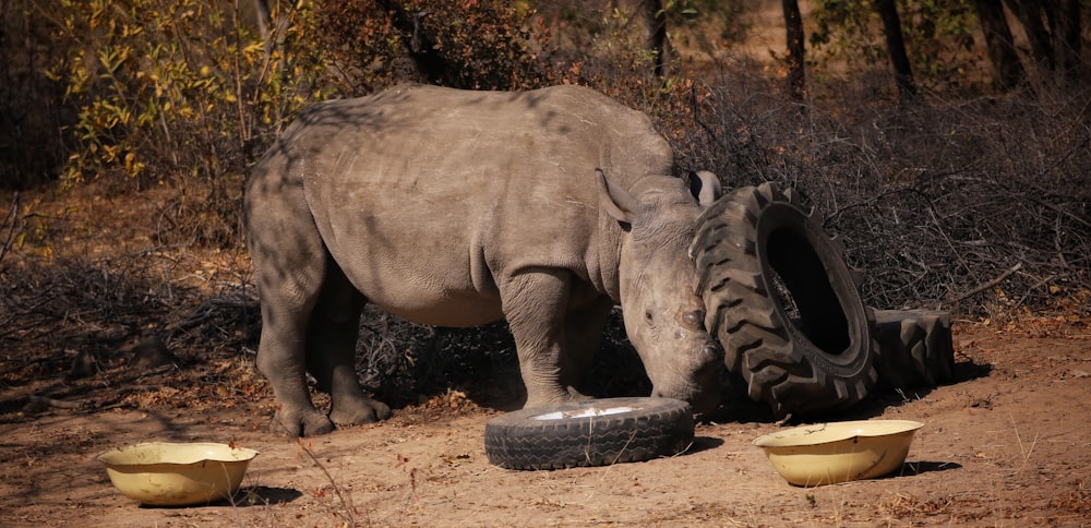 a rhinoceros eating from a tire on the ground