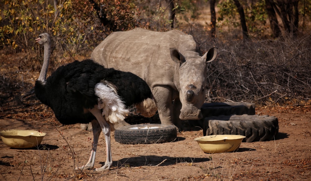 a rhinoceros and an ostrich eating out of a bowl