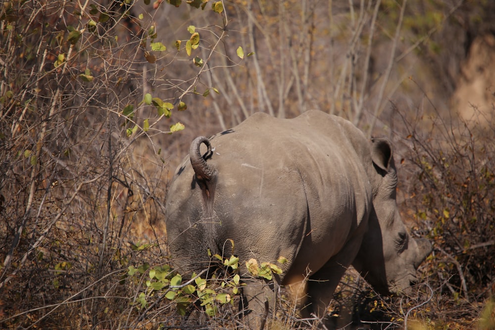 a rhinoceros is walking through the brush in the wild