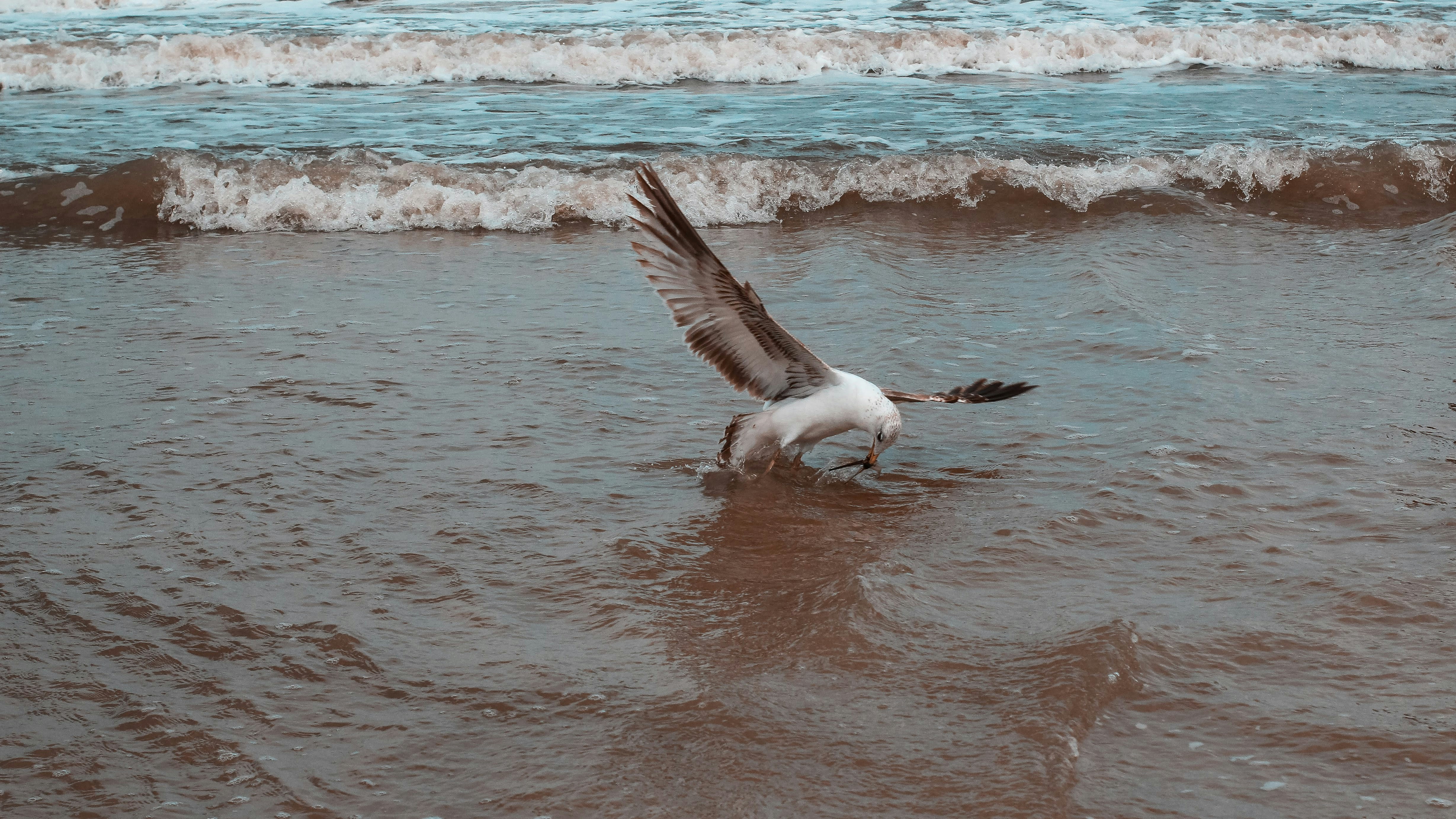 a seagull landing on the wet sand of a beach