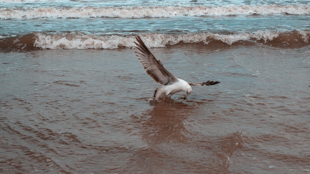 a seagull landing on the wet sand of a beach