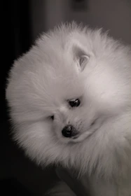 Close-up of a groomed Pomeranian with fluffy fur and a gentle expression.