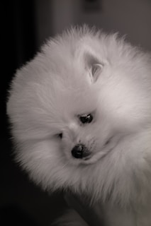 A fluffy, white Pomeranian dog with a thick mane of fur gazes downward with a gentle expression. The fur covers much of its face, creating a round, soft appearance.