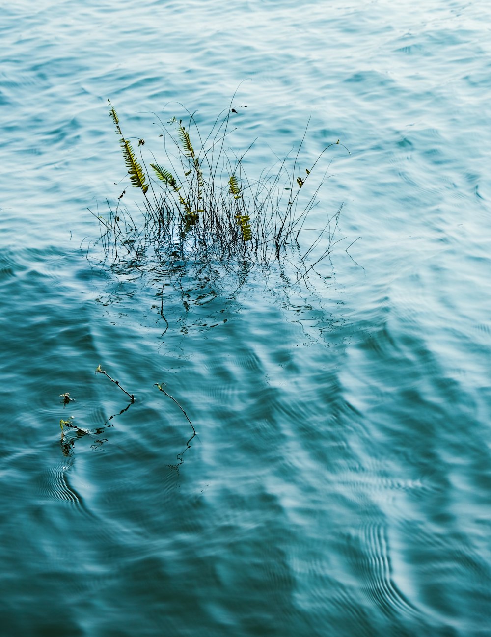 a plant floating in a body of water