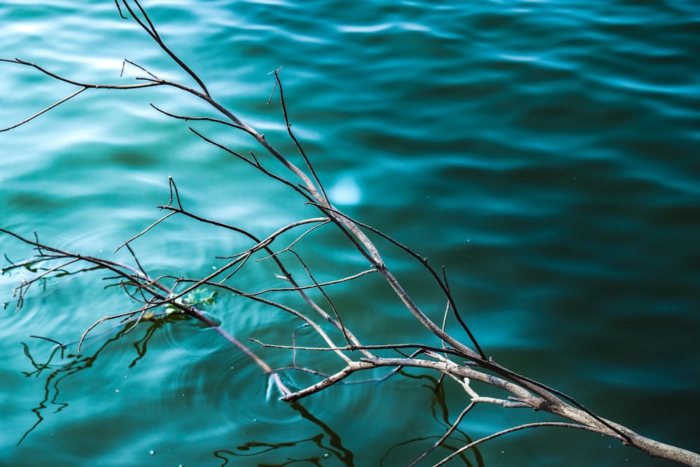 a tree branch sticking out of the water