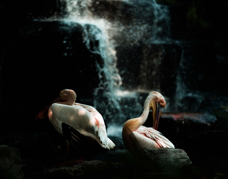 Pelican romance