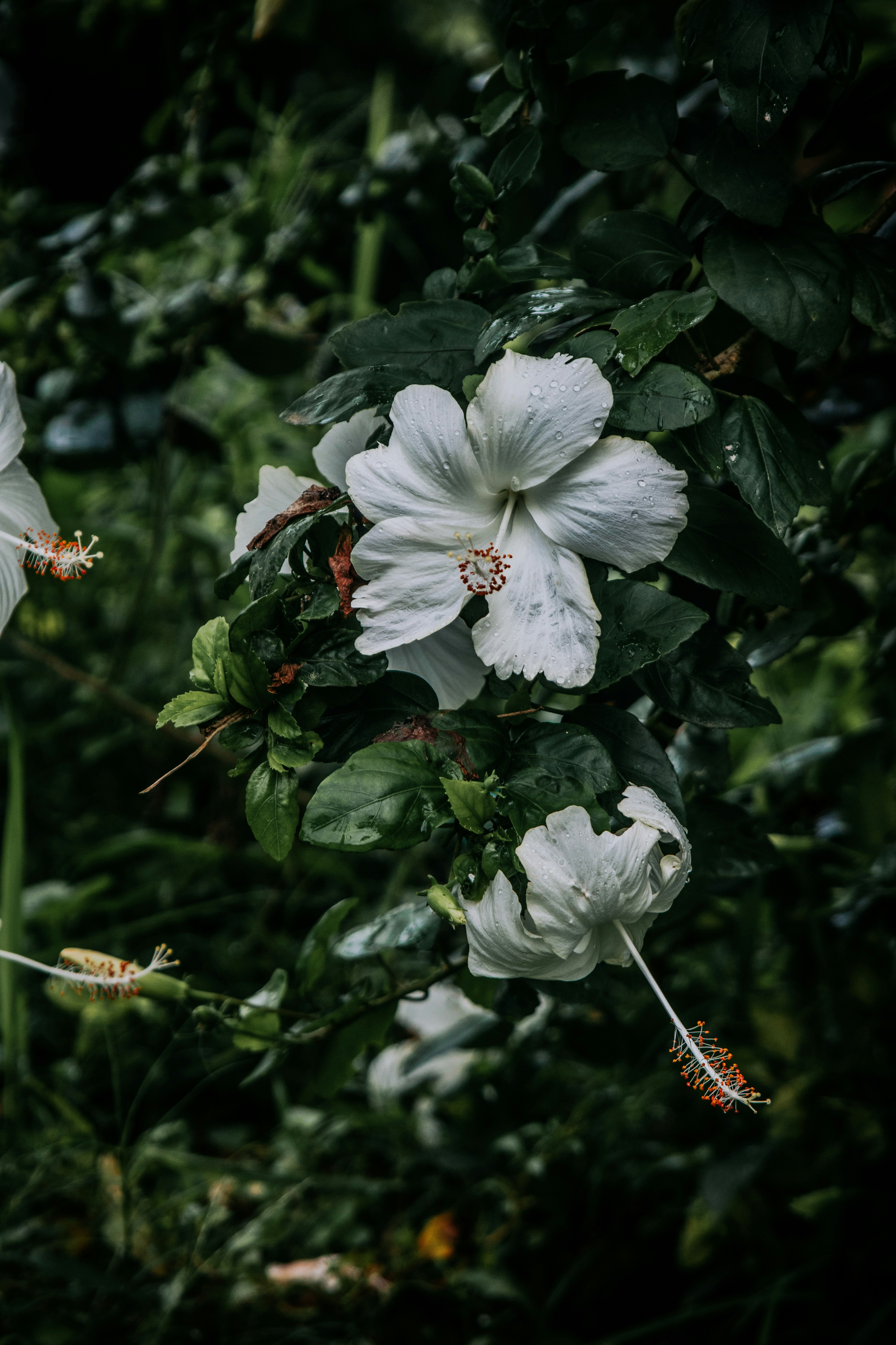 eine weiße Blume mit grünen Blättern im Hintergrund