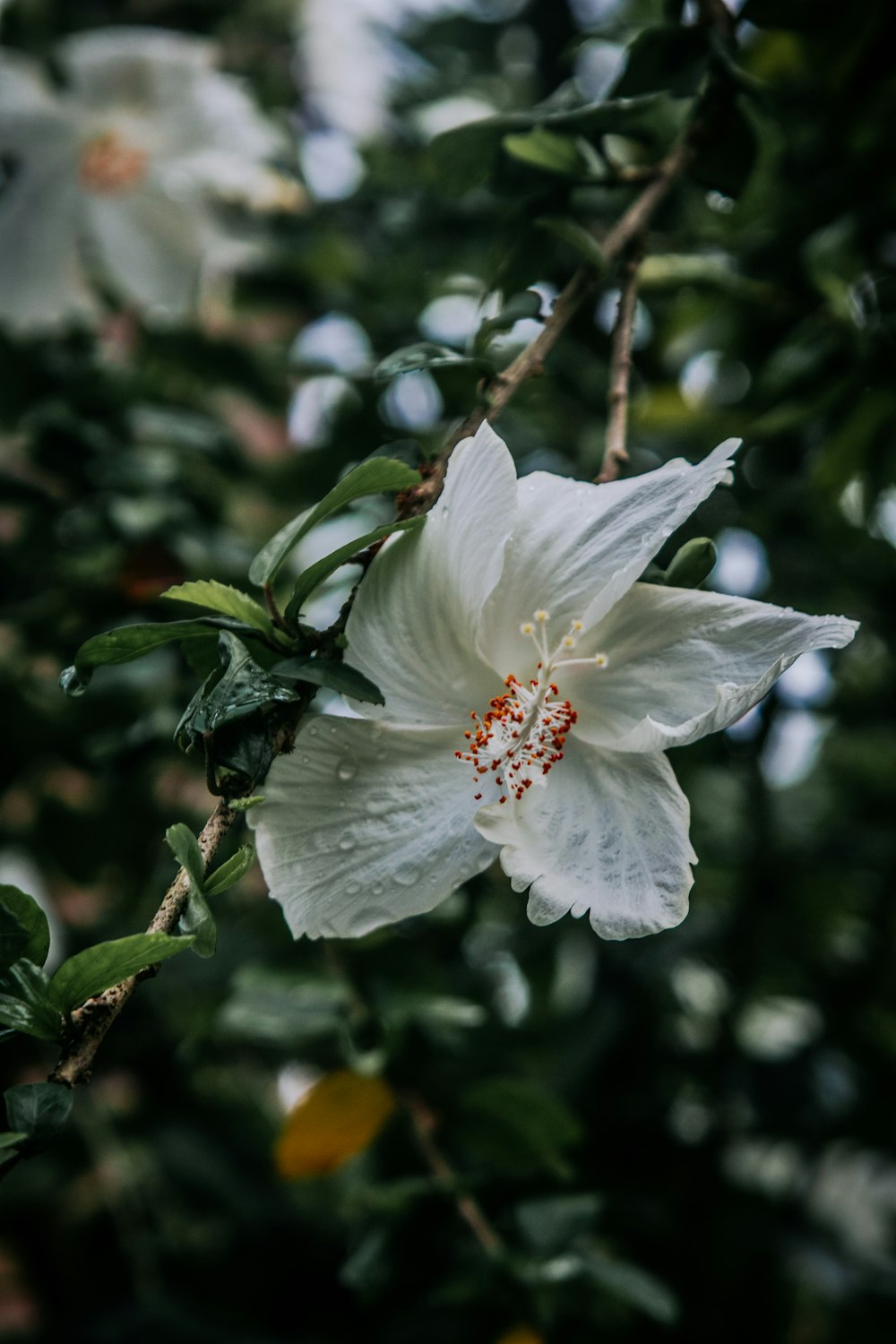 a white flower with green leaves in the background