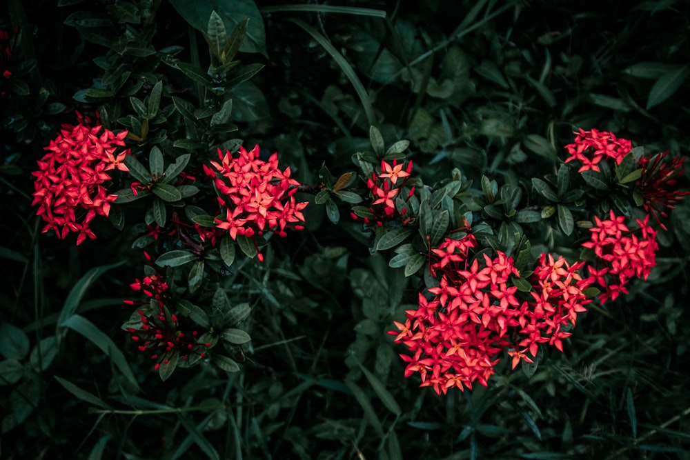 a bunch of red flowers that are in the grass