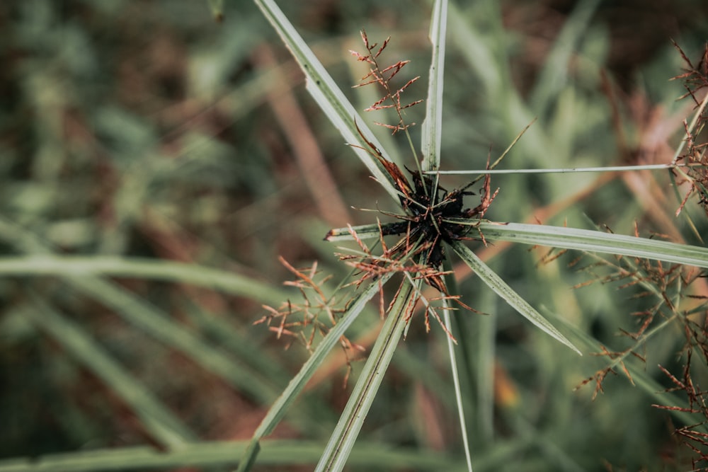 a close up of a plant with lots of leaves