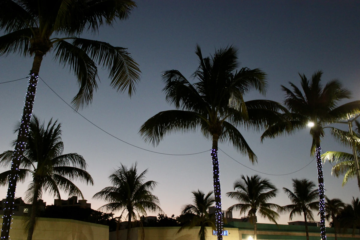 Palm trees, Florida, an Avenida Suites property or scene in the Tampa Bay and Orlando, FL area
