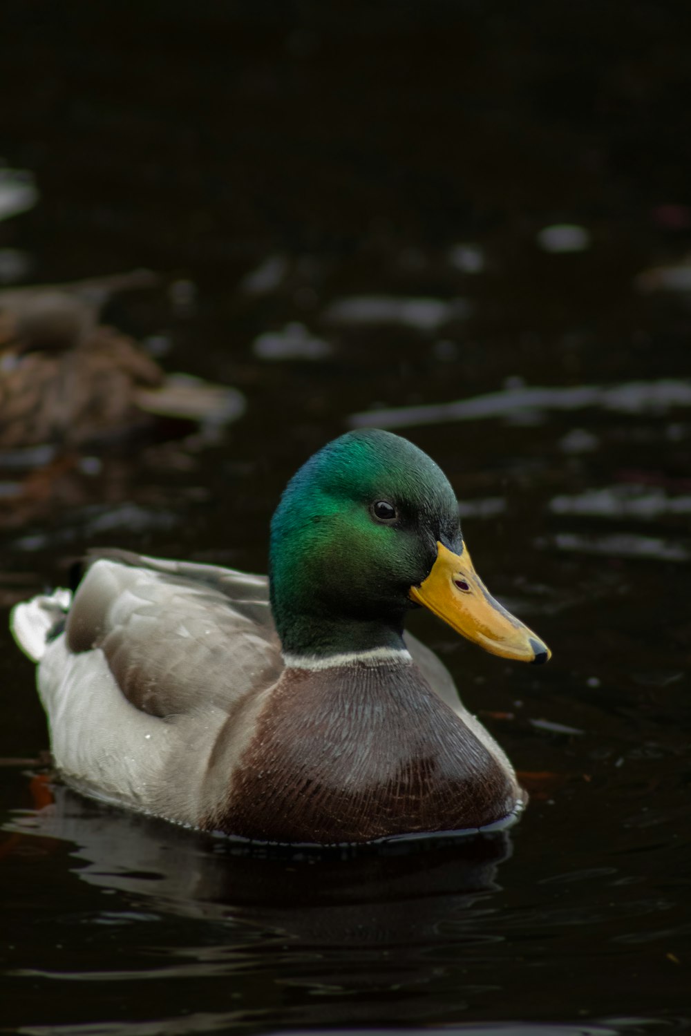 a duck with a yellow beak swims in the water