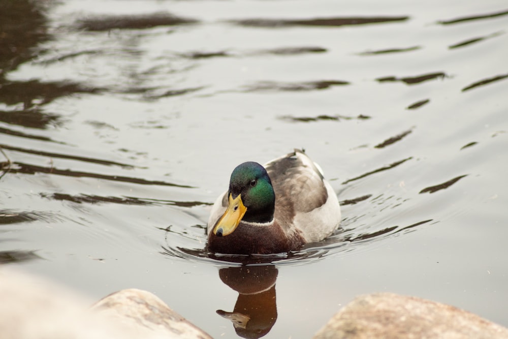 a duck swimming on top of a body of water