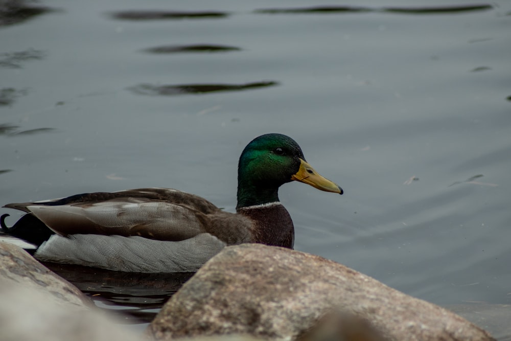 a duck sitting on top of a rock in the water